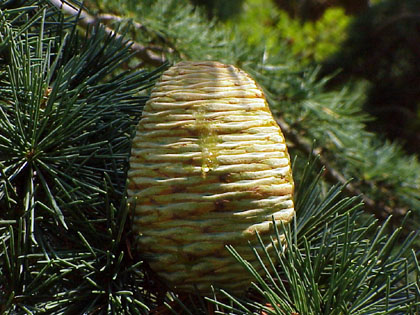 Cedrus deodara