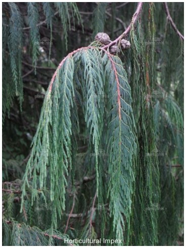 Cupressus Cashmeriana