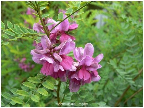 Indigofera Tinctoria