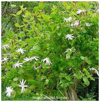 Jasminum Arborescens