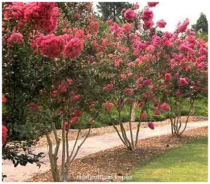 Lagerstroemia Indica