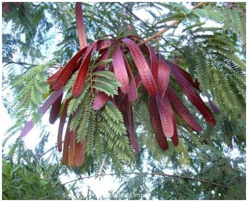 Leucaena Leucocephala