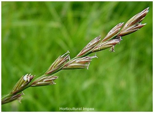Lolium Perenne Grass Seed