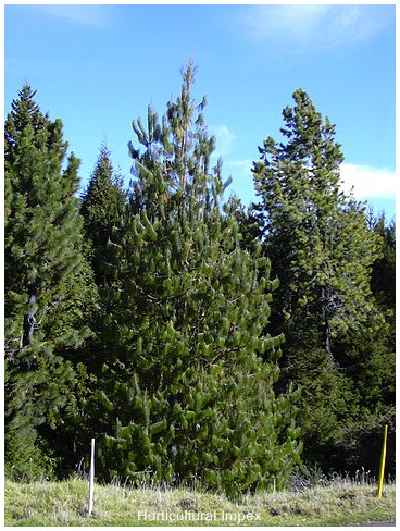 Pinus Patula