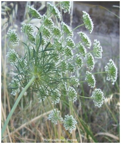 Trachyspermum Ammi