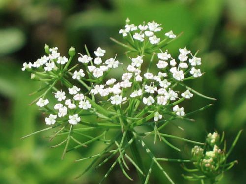 Trachyspermum Roxburghianum Flower Seed