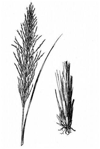 Vetiveria Zizanioides