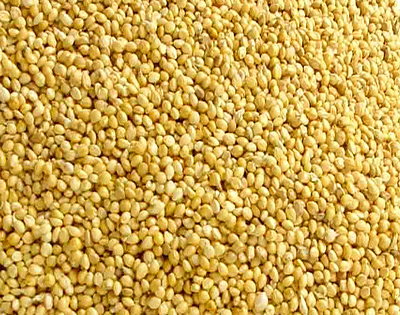 Yellow Millets