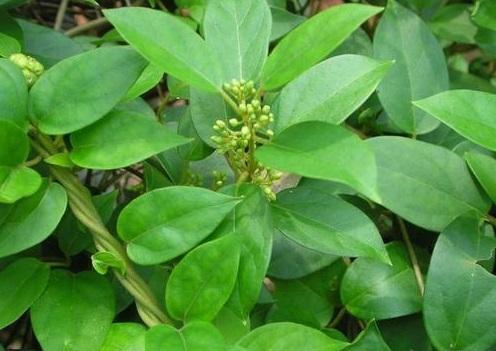 Organic Gymnema Leaves