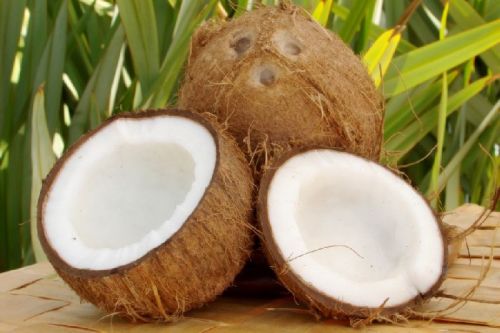 Common Fresh Coconut, Feature : High Nutritional Value