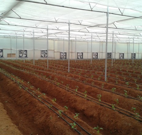 Fan And Pad Controlled Polyhouses