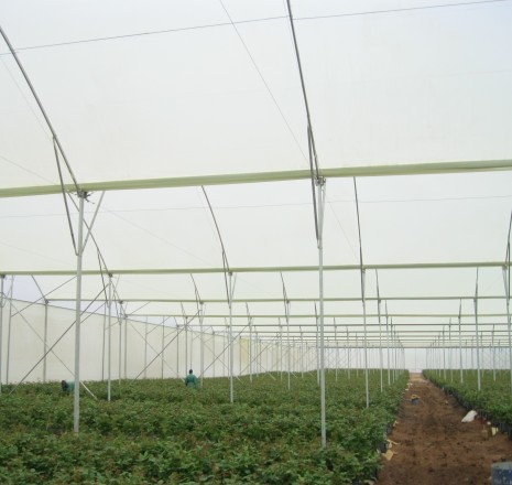 Low Cost Poly Tunnels