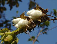 Cotton Seed