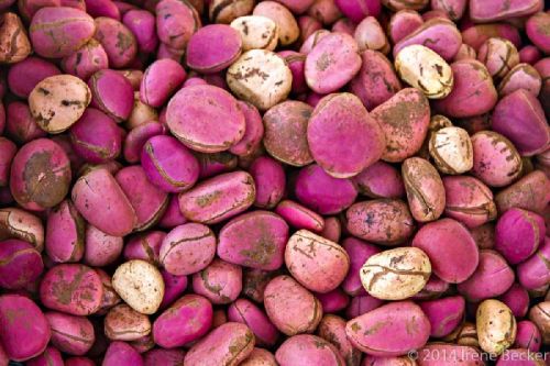 Kola Nuts, Form : Solid
