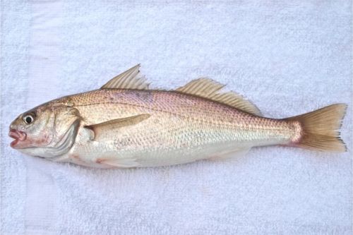 Croaker Fish