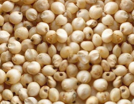 Sorghum, Speciality : High in Protein