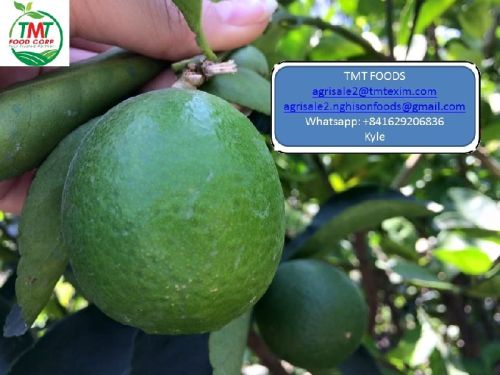 Common Fresh Lemons Multisizes, Brand Name : Nghi Son Foods Group