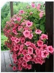 Ornamental Plant, For Indoor, Decoration Purpose In Garden