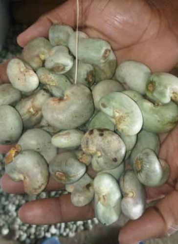 Curve Raw Kaju, For Food, Certification : FSSAI Certified