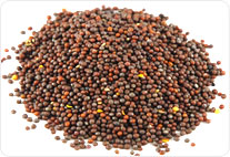 Mustard seeds, Packaging Type : Plastic Bag