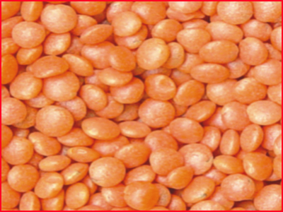 Red Lentils