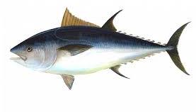 Tuna Fish, For Home, Hotel, Restaurant Etc.