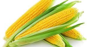 Common Yellow Maize, For Animal Food, Cattle Feed, Human Food, Packaging Type : Jute Bags, PP Bags