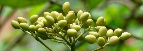 Azadirachta indica, Grade : Medicine Grade