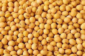 Common Soybean Seeds, For Animal Feed, Flour, Feature : High Nutritional Value, Low In Saturated Fat