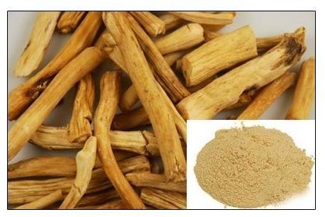 Shatavari Extract, For Medical Personal Use, Form : Powder