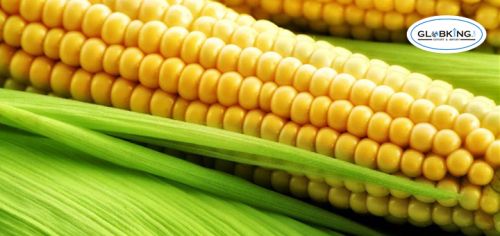 Maize, Packaging Type : Tin Container