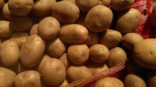 Bulb Natural Chipsona Potato, For Human Consumption, Packaging Type : Jute Bag, Gunny Bag