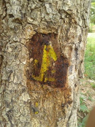 Red Sander Wood Logs, Feature : Longer Life