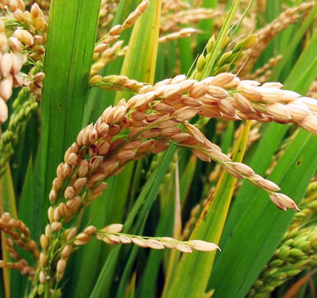 1121 White Sella Rice