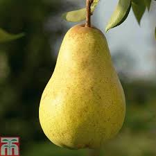 Organic Fresh Pear, Color : Green White Bright Color