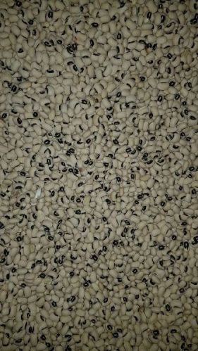 Organic Black Eyed Beans, Packaging Size : 25 Kg PP Bag