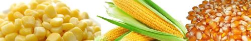 Yellow maize, Seed Type : Hybrid