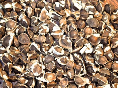 Moringa seeds, Storage Instructions : Cool Place