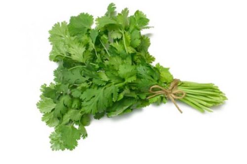 Coriander Leaves