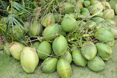 Tender Coconut