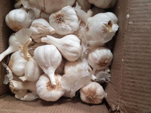 Fresh garlic, Packaging Type : White