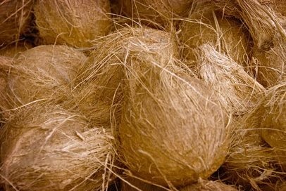 Organic Semi Husked Coconut