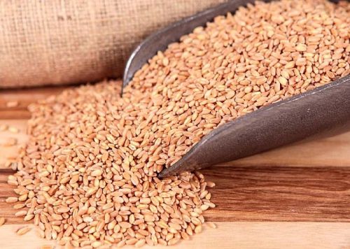 Wheat Seeds, For Beverage, Flour, Food, Feature : Cleaned Are Free From Insects, Washed
