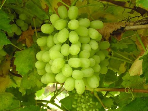 Thompson Seedless