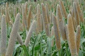 Natural Organic pearl millet, Moisture : 13% Max, Purity : 99% Min