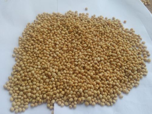 Organic Soybean Seeds, For Human Consumption, Style : Natural