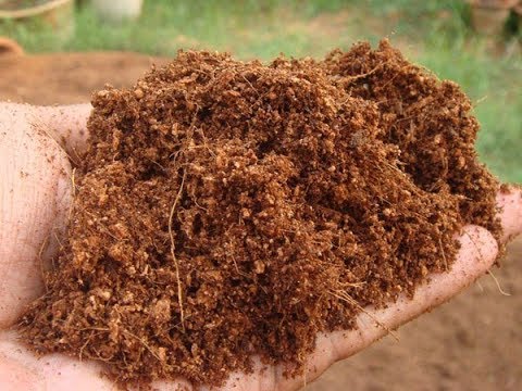 Coconut Fibre Coco Peat, Form : Powder