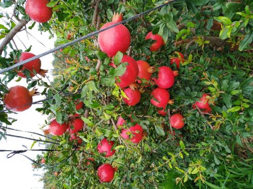 Organic Fresh Pomegranate