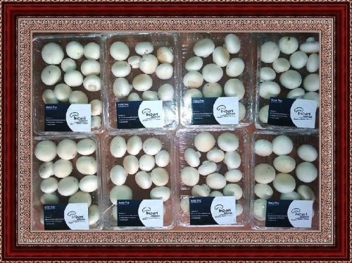 Fresh Button Mushroom, Color : White