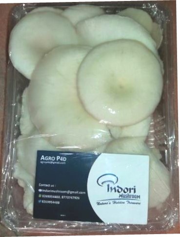 Organic Fresh Oyster Mushroom, For Cooking, Packaging Type : Poly Plastic